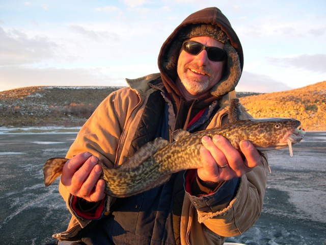 Photo of Fisherman holding a burbot caught in the Flaming Gorge during the 2010 Burbot Bash